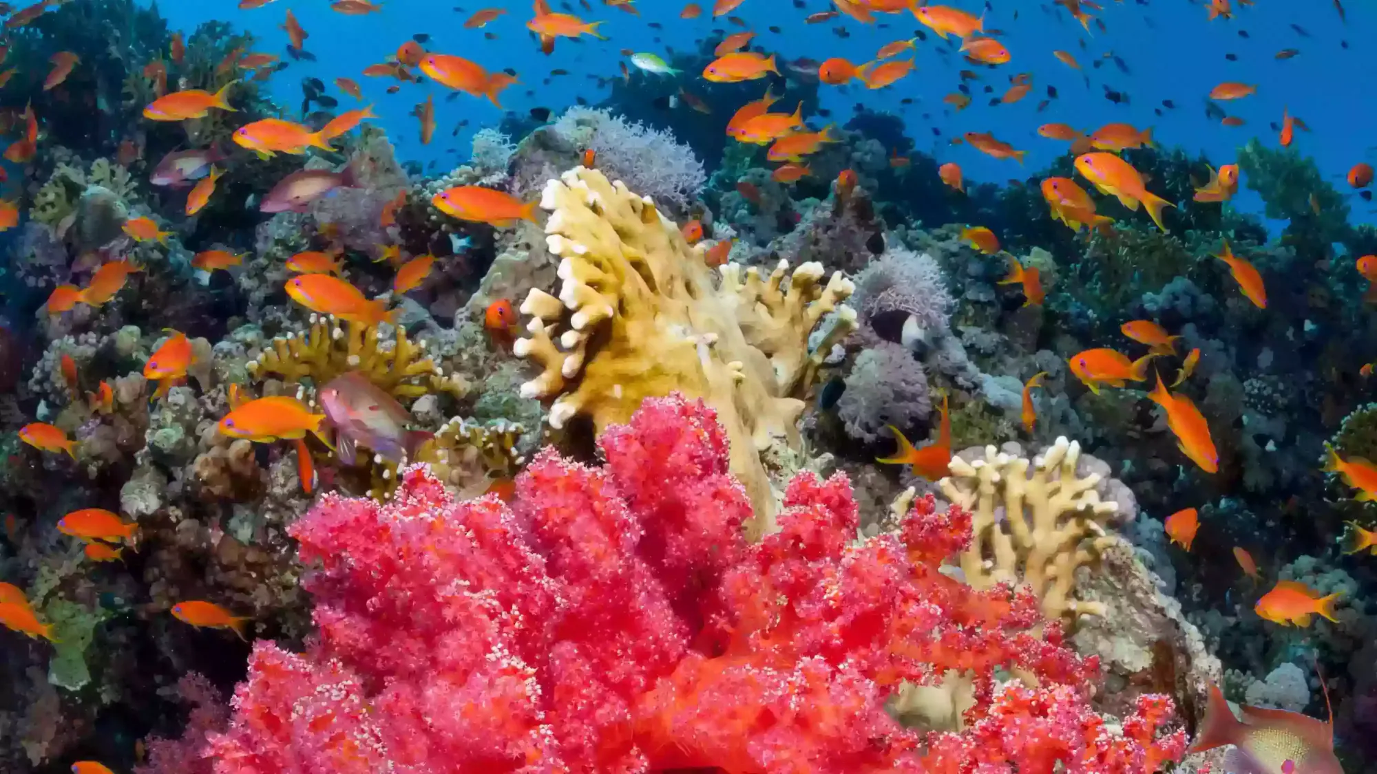 red-sea